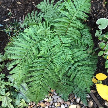 Polystichum braunii