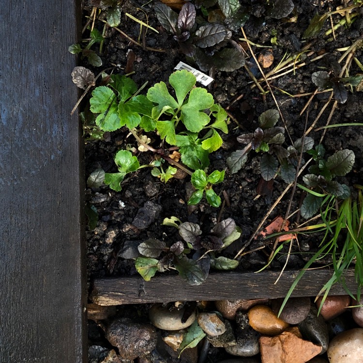 Plant image Hacquetia epipactis