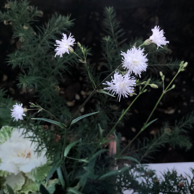 Plant image Lychnis flos-cuculi 'Petit Henri'