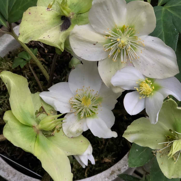 Plant image Helleborus niger 'Christmas Carol'