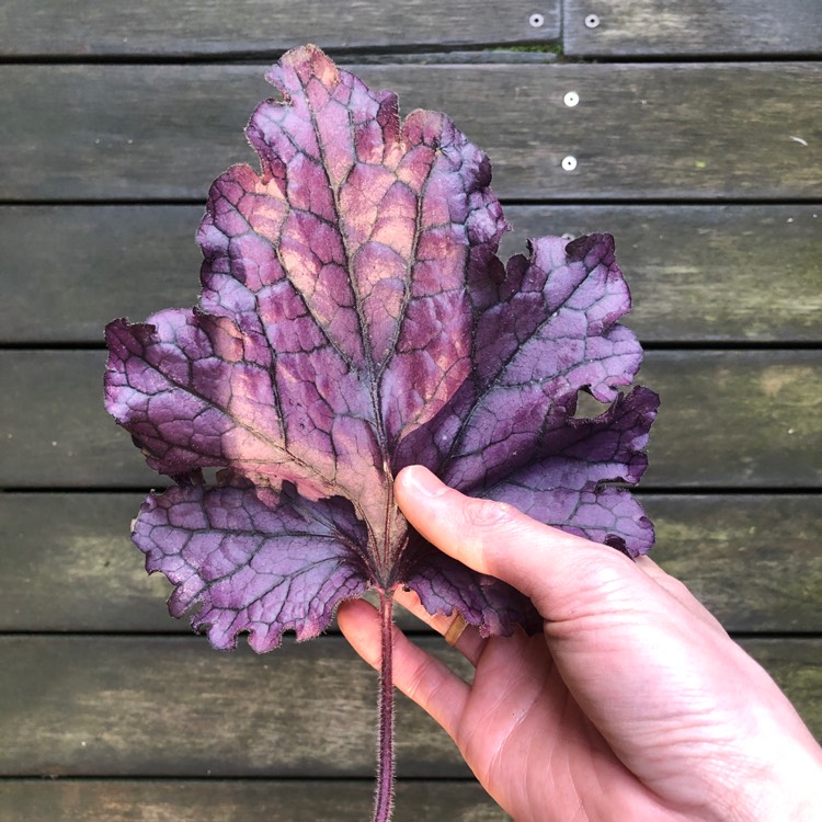 Plant image Heuchera 'Forever Purple'