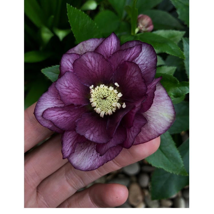 Plant image Helleborus x hybridus 'Double Ellen Red' (Double Ellen Series)