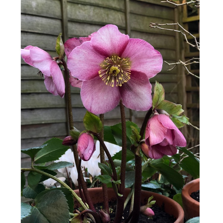 Plant image Helleborus 'Lem 100' (HGC Series) syn. Helleborus 'HGC Madame Lemonnier'