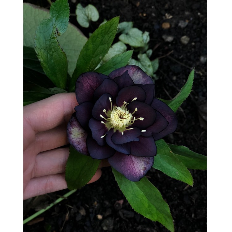 Plant image Helleborus x hybridus 'Harvington Double Purple'