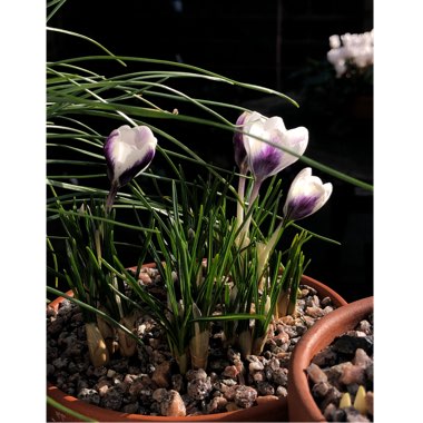 Crocus chrysanthus 'Prins Claus'