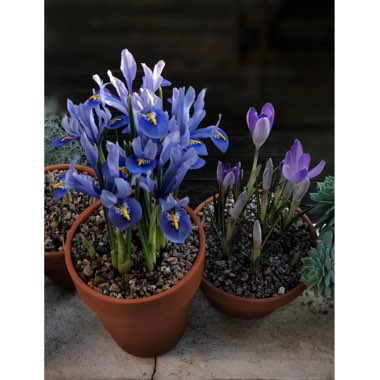 Iris 'Alida' syn. Iris reticulata 'Alida'