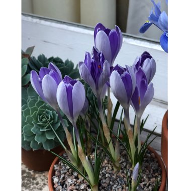 Crocus vernus 'Vanguard'