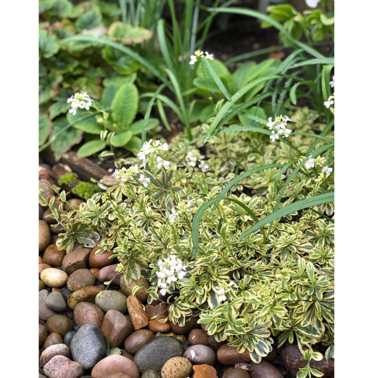 Plant image Arabis ferdinandi-coburgi 'Old Gold'