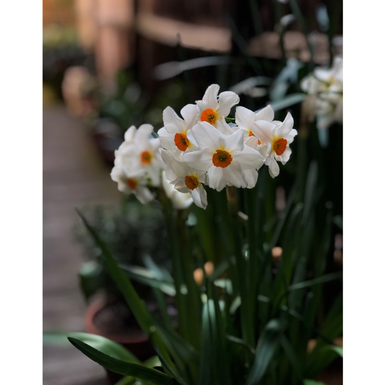 Plant image Narcissus 'Geranium' syn. Narcissus 'Advance'