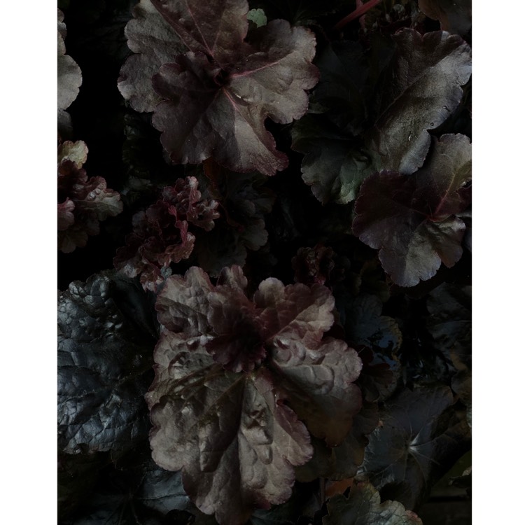 Plant image Heuchera 'Obsidian Coral bells'