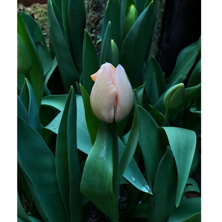 Plant image Tulipa 'Apricot Beauty'