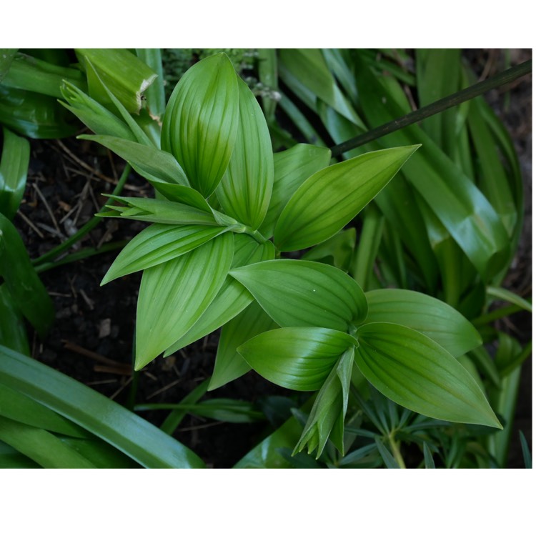 Plant image Maianthemum racemosum