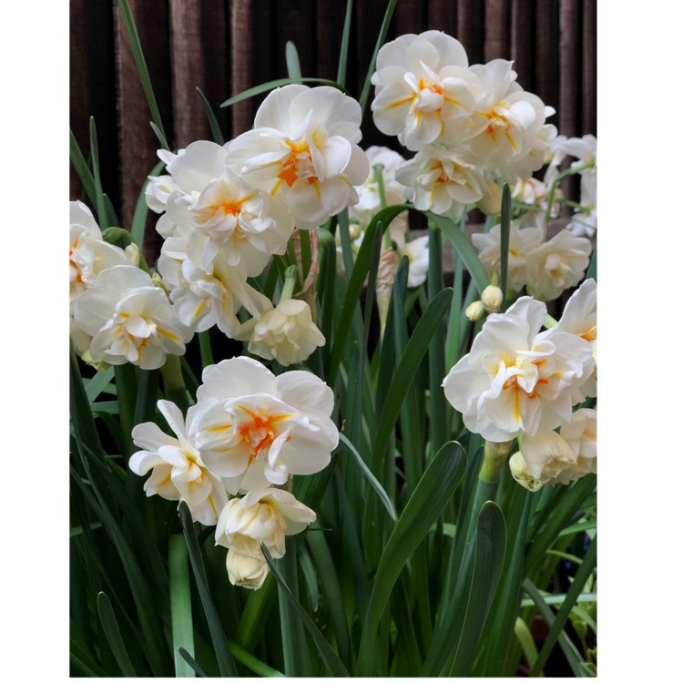 Plant image Narcissus 'Sir Winston Churchill'