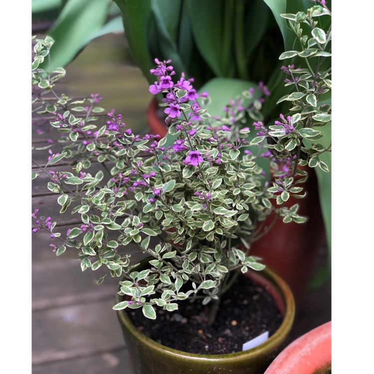 Plant image Prostanthera ovalifolia