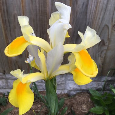 Dutch Iris