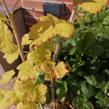 Redcurrant 'Rovada'