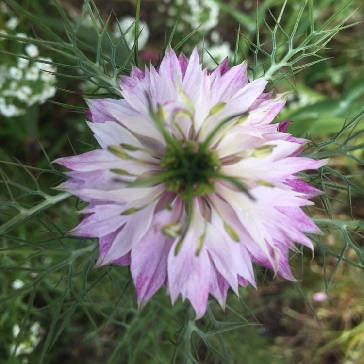 Plant image Nigella damascena 'Mulberry Rose'