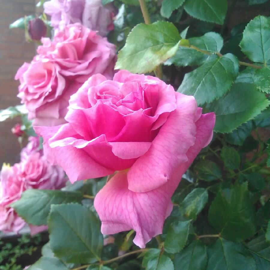 Plant image Rosa 'Aloha'