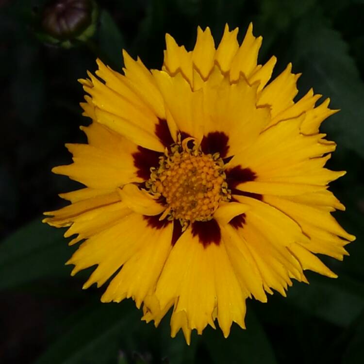 Plant image Coreopsis grandiflora 'Golden Joy'