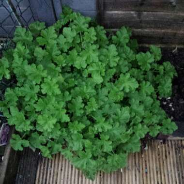 Pelargonium graveolens