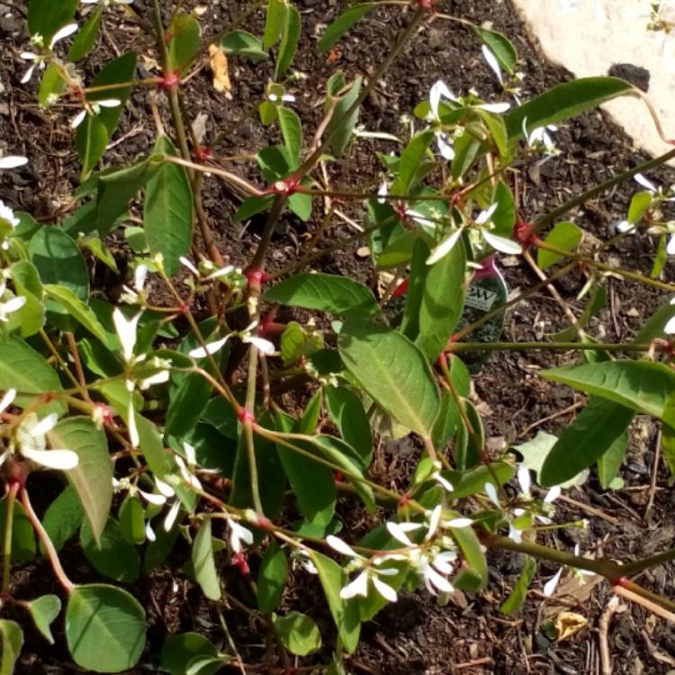 Plant image Euphorbia hypericifolia 'Diamond Frost'