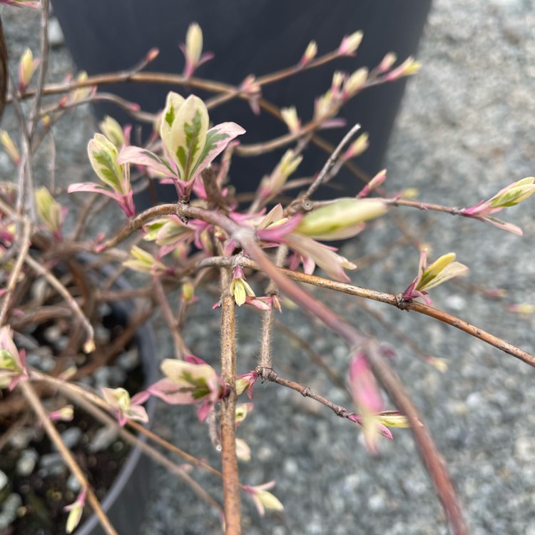 Plant image Lonicera x italica 'Sherlite' syn. Lonicera x italica 'Harlequin', Lonicera periclymenum 'Harlequin'