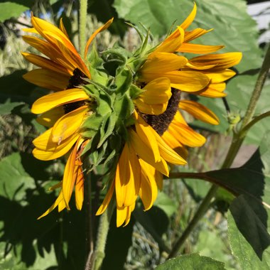 Helianthus annuus 'Giant Single'