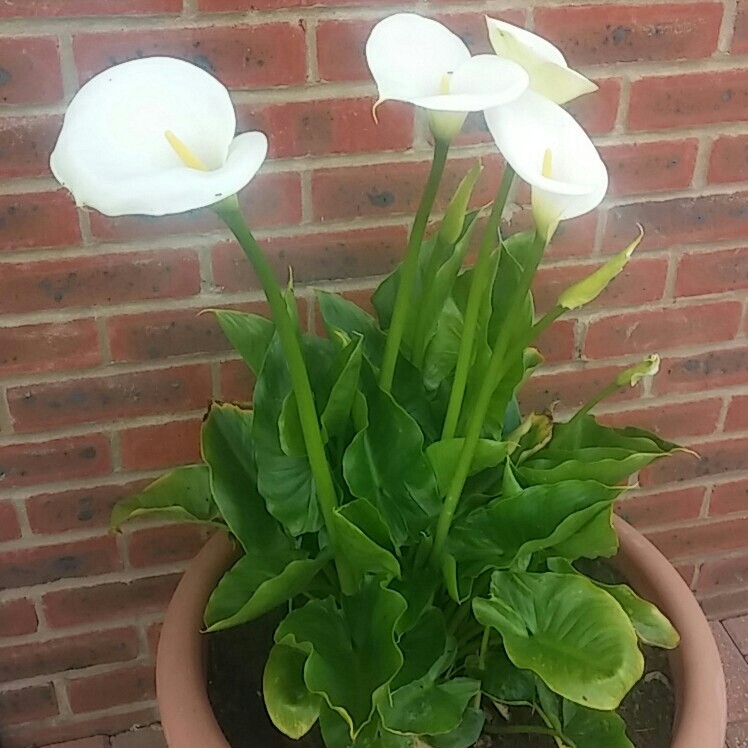 Calla Lily