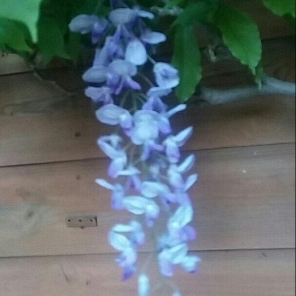 Japanese Wisteria