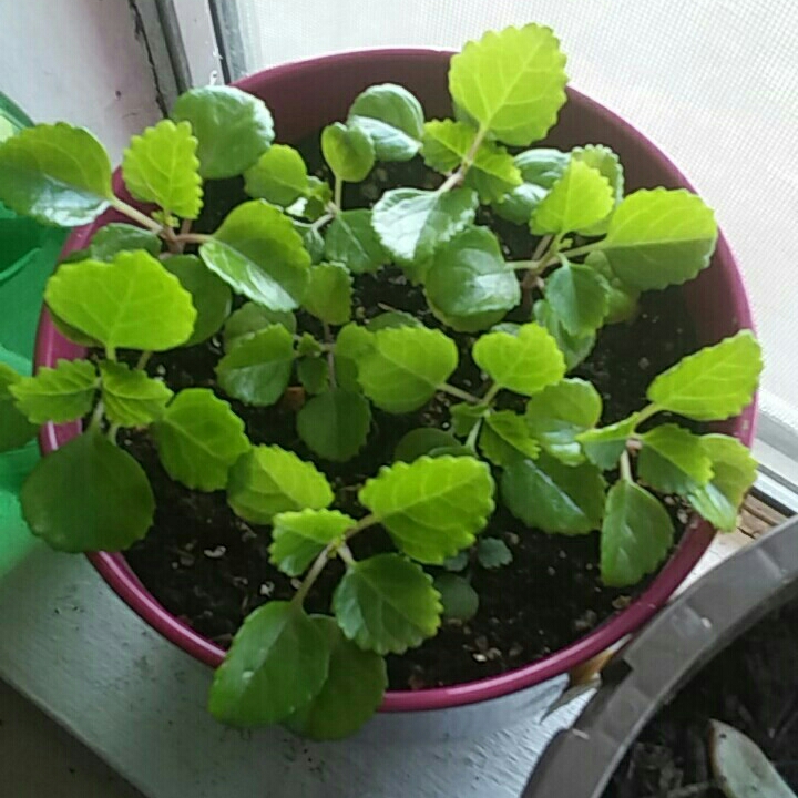 Plant image Plectranthus verticillatus