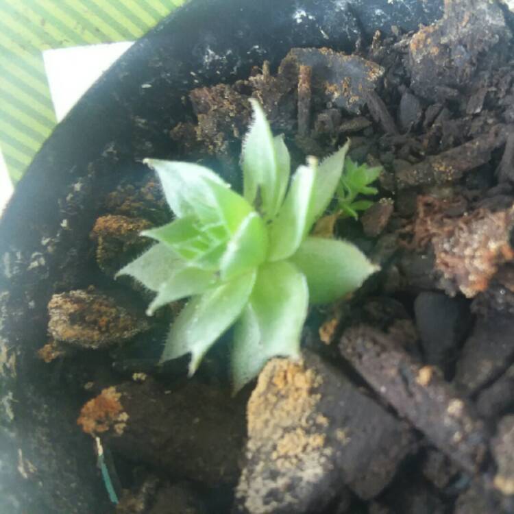 Plant image Sempervivum Green Wheel