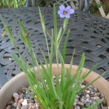 Sisyrinchium 'E.K. Balls'