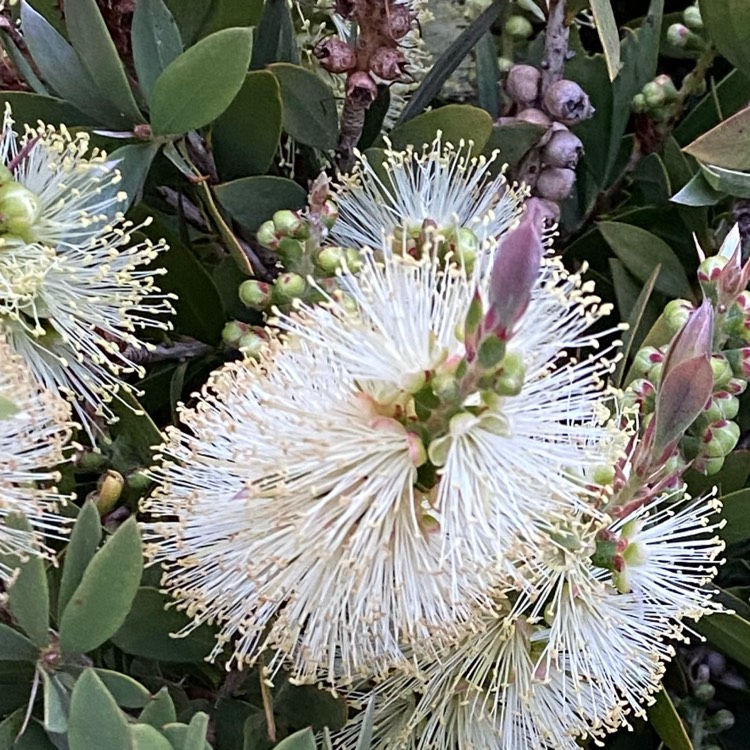 Plant image Callistemon Laevis