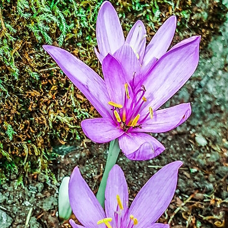 Plant image Colchicum 'Autumn Queen'