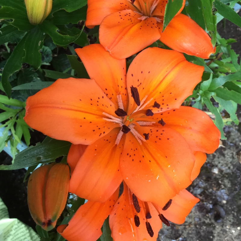 Lilium 'Apeldoorn'