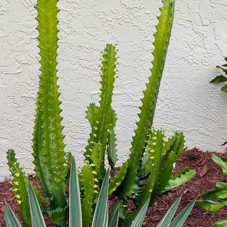 Plant image Euphorbia candelabrum