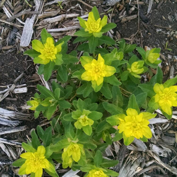 Plant image Euphorbia epithymoides 'Bonfire'