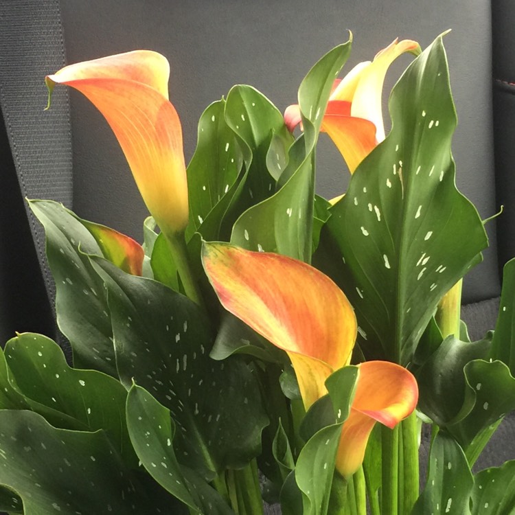 Plant image Zantedeschia 'Sunrise'