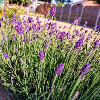 Lavender 'Hidcote'