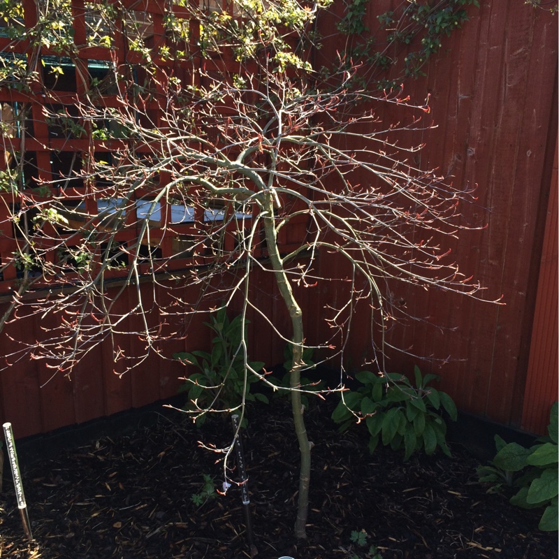 Acer palmatum