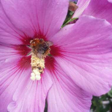 Alcea rosea  syn. Althaea rosea