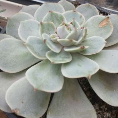 Echeveria Lola