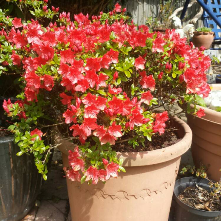 Plant image Rhododendron japonica 'Galathea'