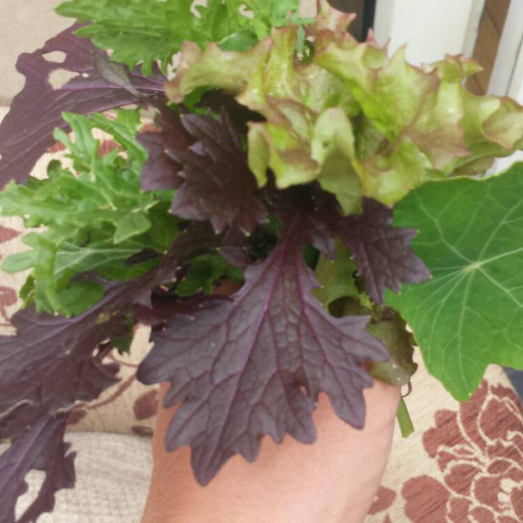 Plant image Brassica juncea 'Mizuna'