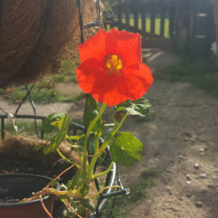 Plant image Tropaeolum speciosum