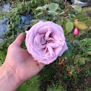 Rose 'Blue Moon' (Hybrid Tea)