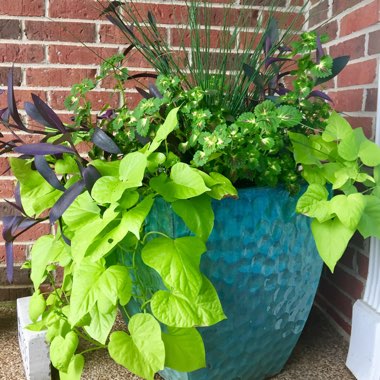 Sweet Potato Vine 'Sweet Caroline Green'