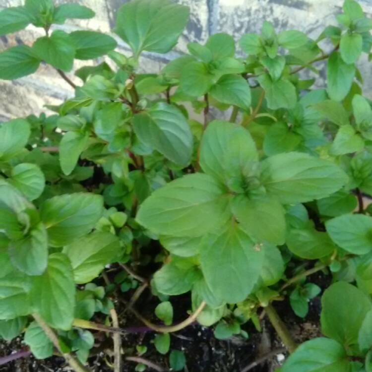 Plant image Mentha x piperita f. citrata