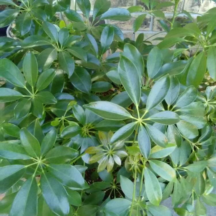 Plant image Schefflera taiwaniana