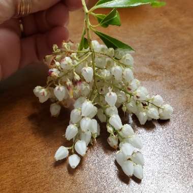 Pieris formosa var. forrestii